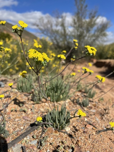 Namaqua Hairdaisy (Gymnodiscus linearifolius)