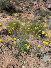 Gymnodiscus linearifolia