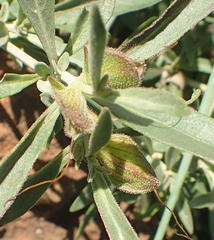 Barleria pretoriensis