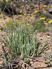 Gymnodiscus linearifolia