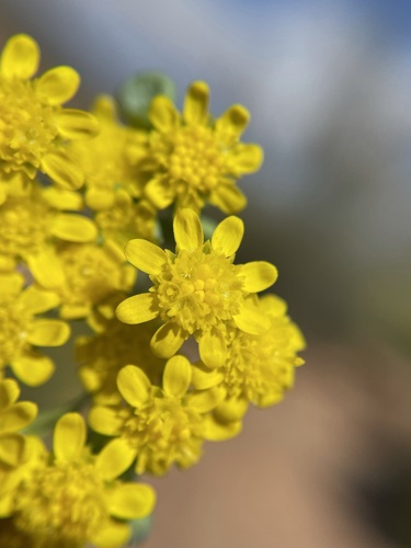 Image of Gymnodiscus linearifolius by (c) Matt Berger, some rights reserved (CC BY)