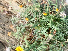 Tagetes lunulata