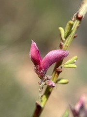 Indigofera spinescens