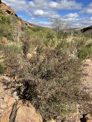 Indigofera spinescens