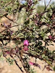Indigofera spinescens