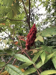 Rhus typhina