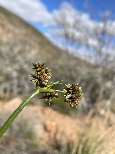 Image of Matting Sedge by (c) Matt Berger, some rights reserved (CC BY)