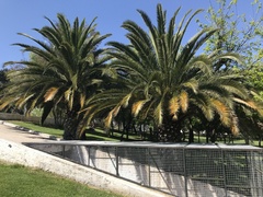 Phoenix canariensis