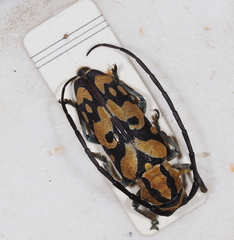 Tragocephala variegata