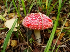 Amanita muscaria