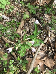 Cardamine angustata