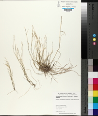 Muhlenbergia filiformis
