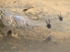 Bufo bufo
