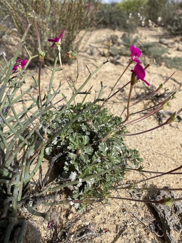Image of Pelargonium sericifolium by (c) Matt Berger, some rights reserved (CC BY)