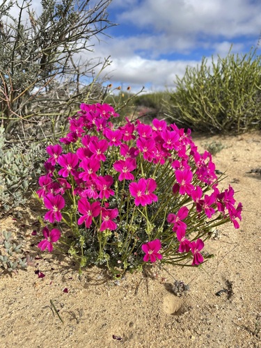 silky pelargonium (Pelargonium sericifolium)