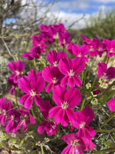 Pelargonium sericifolium, photograph 2