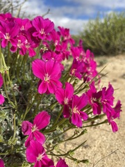 Pelargonium sericifolium