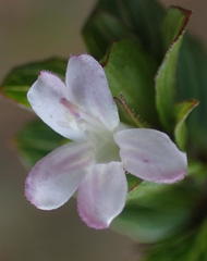 Dyschoriste burchellii