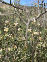 Wahlenbergia thunbergiana