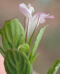 Dyschoriste burchellii