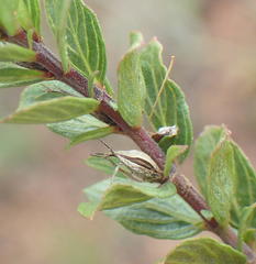 Dyschoriste burchellii