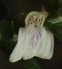 Isoglossa grantii