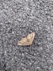 Lepidoptera