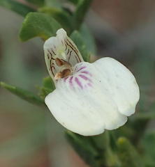 Isoglossa grantii