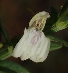 Isoglossa grantii