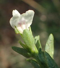 Isoglossa grantii