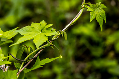 Ceratiosicyos laevis