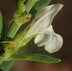 Isoglossa grantii