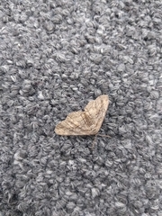 Lepidoptera