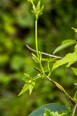 Ceratiosicyos laevis