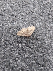 Lepidoptera