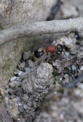 Bischoffitilla lamellata