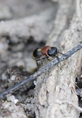 Bischoffitilla lamellata