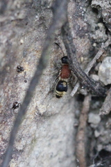 Bischoffitilla lamellata