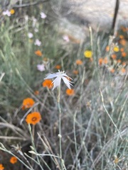 Dianthus namaensis