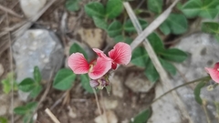 Macroptilium gibbosifolium