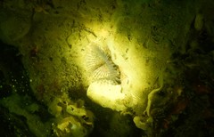 Spirobranchus triqueter