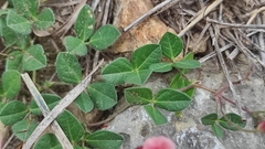 Macroptilium gibbosifolium