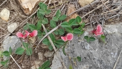 Macroptilium gibbosifolium