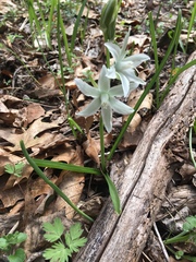 Ornithogalum nutans