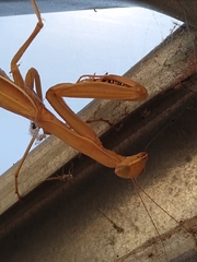 Mantidae