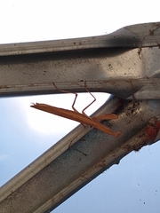 Mantidae