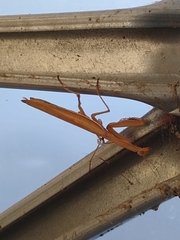 Mantidae