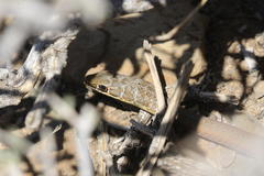 Psammophis leopardinus