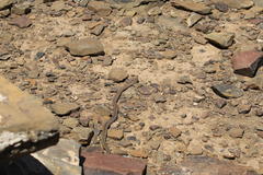 Psammophis leopardinus