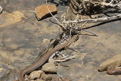 Psammophis leopardinus